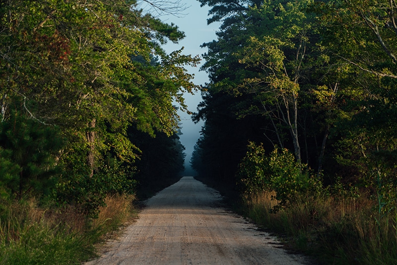 Photography in Wharton State Forest , Explore Wharton State Forest: Hiking, Boating, Camping, and History in South Jersey